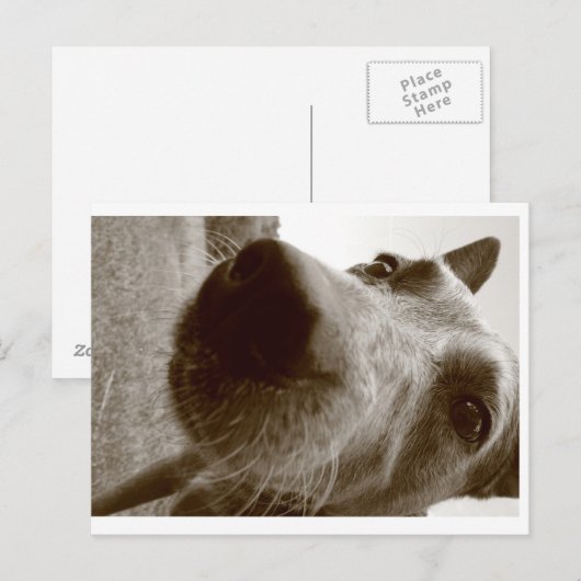 Schnauze Postkarte (Vorne/Hinten)
