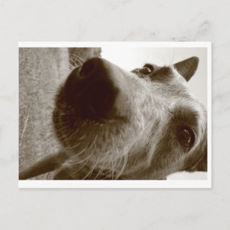 Schnauze Postkarte