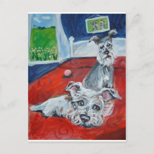 Schnauzer auf dem Bett Postkarte