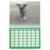 Schnauzer Calander Kalender (Mär 2026)