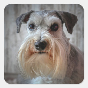 Schnauzer Dog Face Quadratischer Aufkleber