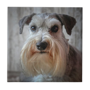 Schnauzer-Dog-Gesicht Fliese
