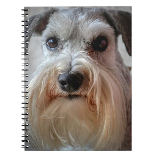 Schnauzer-Dog-Gesicht Notizblock (Vorderseite)