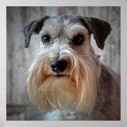 Schnauzer-Dog-Gesicht Poster (Vorne)