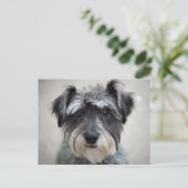 Schnauzer Dog Postcard Postkarte (Stehend Vorderseite)