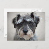 Schnauzer Dog Postcard Postkarte (Vorne/Hinten)