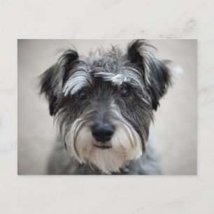 Schnauzer Dog Postcard Postkarte