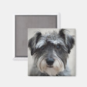 Schnauzer Dog Square Magnet (Vorderseite/Rückseite)