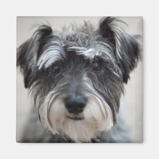 Schnauzer Dog Square Magnet (Vorne)