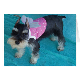 Schnauzer-Engels-Augen