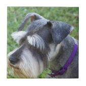 Schnauzer Fliese oder Trivet (Vorderseite)