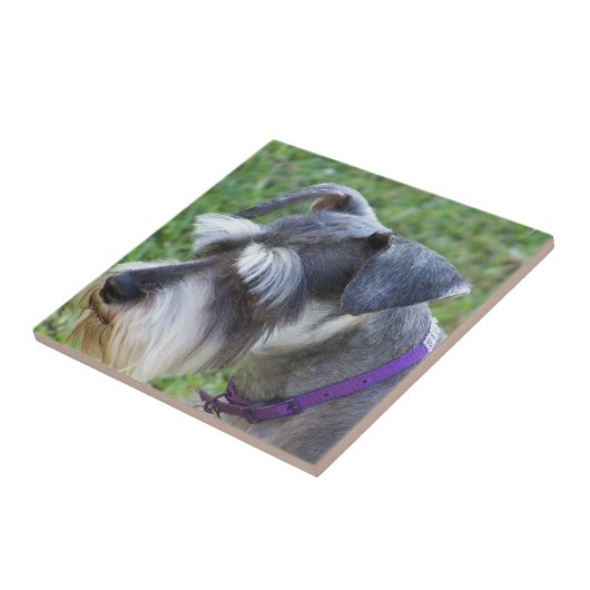 Schnauzer Fliese oder Trivet (Seite)