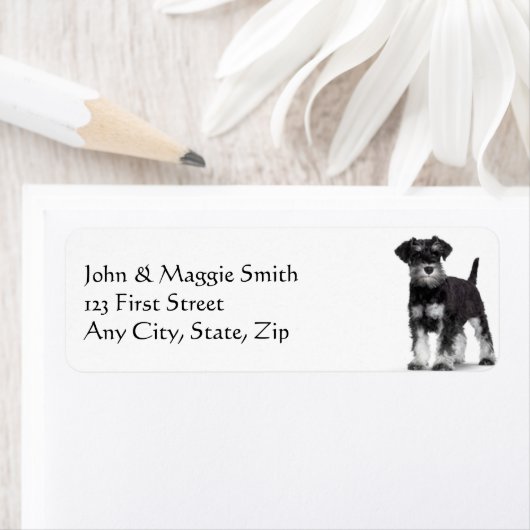 Schnauzer Hund Tier (Insitu)