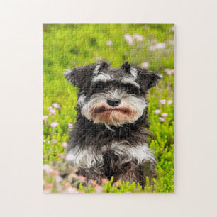 Schnauzer-Hunde-Puzzles. Puzzle
