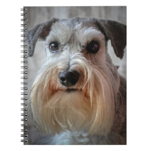 Schnauzer-Hundefläche Notizblock (Vorderseite)