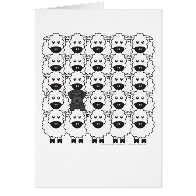 Schnauzer in den Schafen (Vorne)