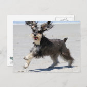 Schnauzer - jr. ist ein glücklicher Junge! Postkarte (Vorne/Hinten)