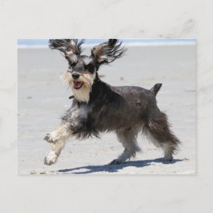 Schnauzer - jr. ist ein glücklicher Junge! Postkarte