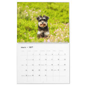 Schnauzer Kalender (Mär 2027)