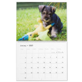 Schnauzer-Kalender Kalender (Jan 2027)