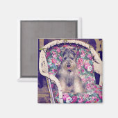 Schnauzer Magnet (Vorderseite/Rückseite)