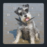 Schnauzer miniature dog cute photo at beach, gift quadratische wanduhr<br><div class="desc">Beautiful photo of a cute miniature schnauzer dog at the beach wall clock.  great gift idea for dog lovers</div>