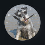 Schnauzer miniature dog cute photo at beach, gift runde wanduhr<br><div class="desc">Beautiful photo of a cute miniature schnauzer dog at the beach wall clock.  great gift idea for dog lovers</div>