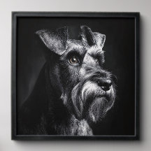 Schnauzer Monochromes Porträt