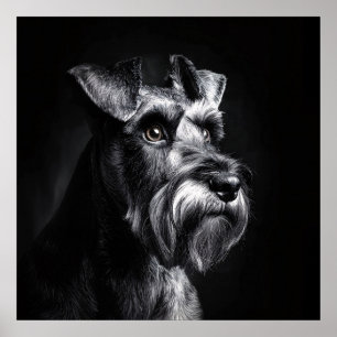 Schnauzer monochromes Porträt Poster