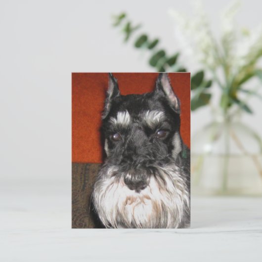 Schnauzer Postcard Postkarte (Stehend Vorderseite)