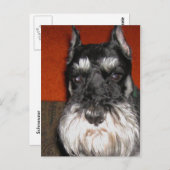 Schnauzer Postcard Postkarte (Vorne/Hinten)