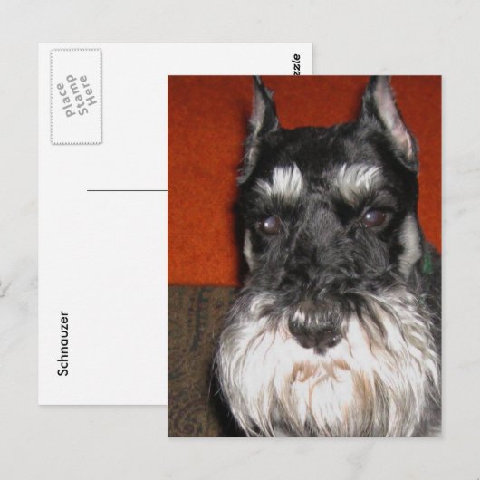 Schnauzer Postcard Postkarte (Vorne/Hinten)
