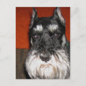 Schnauzer Postcard Postkarte (Vorderseite)