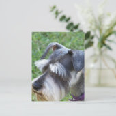 Schnauzer Postcard Postkarte (Stehend Vorderseite)