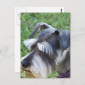 Schnauzer Postcard Postkarte (Vorne/Hinten)