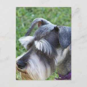 Schnauzer Postcard Postkarte