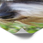 Schnauzer Poster (Ecke)