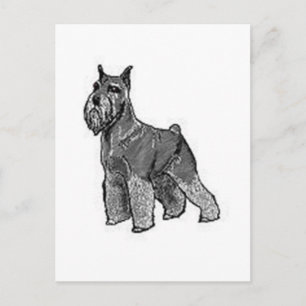 Schnauzer Postkarte
