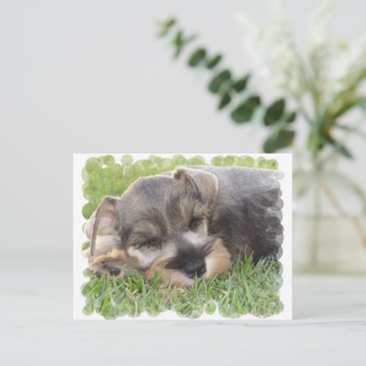 Schnauzer Postkarte (Stehend Vorderseite)