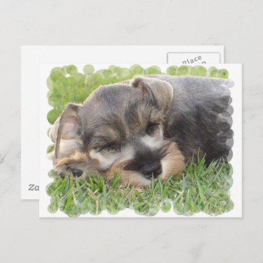 Schnauzer Postkarte (Vorne/Hinten)