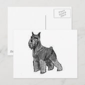 Schnauzer Postkarte (Vorne/Hinten)
