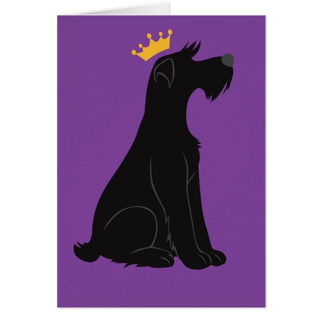 Schnauzer Prince (Vorne)