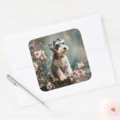 Schnauzer Puppy Among Spring Cherry Blossoms Quadratischer Aufkleber (Umschlag)