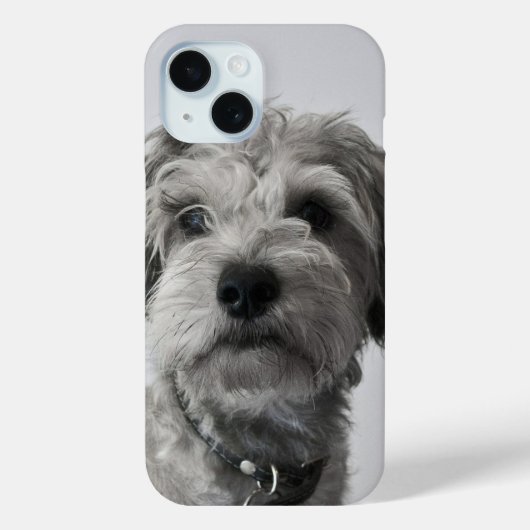 Schnauzer Puppy Case-Mate iPhone Hülle (Rückseite)
