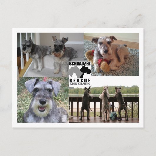 Schnauzer-Rettungs-Postkarte Postkarte (Vorderseite)