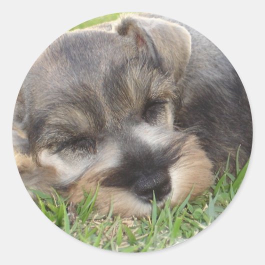 Schnauzer-Sticker Runder Aufkleber (Vorderseite)