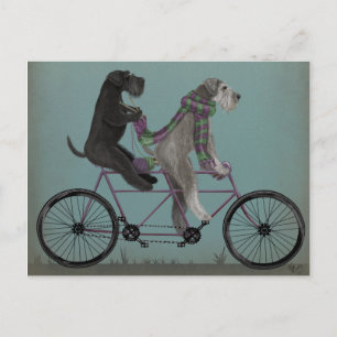 Schnauzer Tandem Postkarte