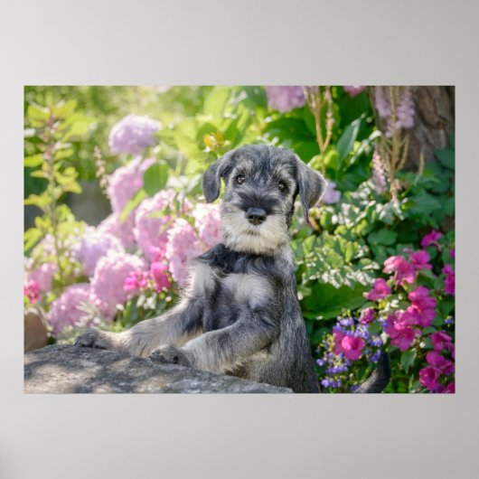 Schnauzer Welpe im blühenden Garten Poster (Vorne)