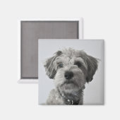 Schnauzer Welpe Portrait Foto Magnet (Vorderseite/Rückseite)