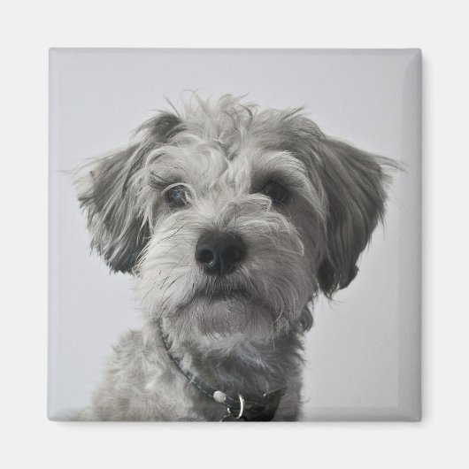 Schnauzer Welpe Portrait Foto Magnet (Vorne)